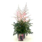 Astilbe japonica, rose