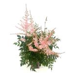 Astilbe japonica, rose