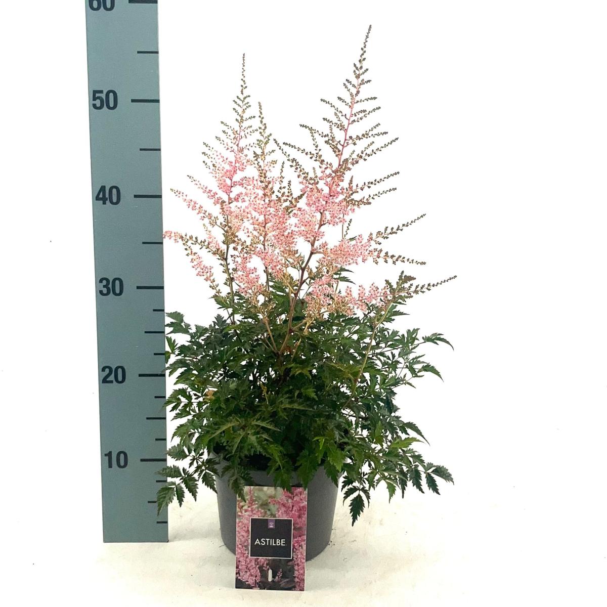 Astilbe japonica, rose
