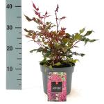 Astilbe japonica, rose