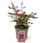 Astilbe japonica, rose