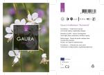 Gaura l. 'Snowbird'