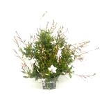Gaura l. 'Snowbird'