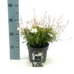 Gaura l. 'Snowbird'