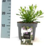 Gaura l. 'Snowbird'