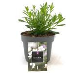 Gaura l. 'Snowbird'