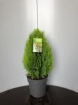 Thuja occ. 'Aurea Nana'
