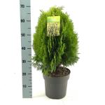 Thuja occ. 'Aurea Nana'