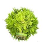 Thuja occ. 'Aurea Nana'