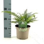 Polystichum braunii
