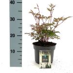 Astilbe (J) 'Deutschland'