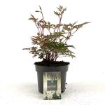 Astilbe (J) 'Deutschland'