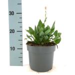 Persicaria bistorta 'Superba'