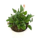 Persicaria bistorta 'Superba'