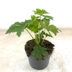 Astrantia maj. 'Shaggy'