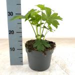 Astrantia maj. 'Shaggy'