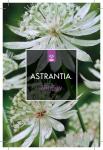 Astrantia maj. 'Shaggy'