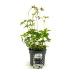 Astrantia maj. 'Shaggy'