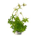 Astrantia maj. 'Shaggy'
