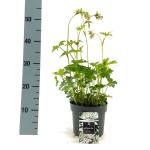 Astrantia maj. 'Shaggy'