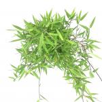 Fargesia nitida 'Black Pearl'