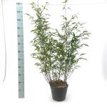 Phyllostachys nigra