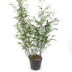 Phyllostachys nigra