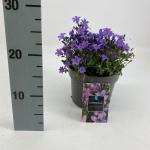 Campanula portenschlagiana
