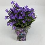 Campanula portenschlagiana