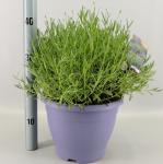 Lavandula ang. 'Essence Purple'