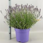 Lavandula ang. 'Essence Purple'