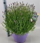 Lavandula ang. 'Essence Purple'