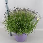 Lavandula ang. 'Essence Purple'