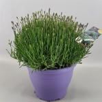 Lavandula ang. 'Essence Purple'