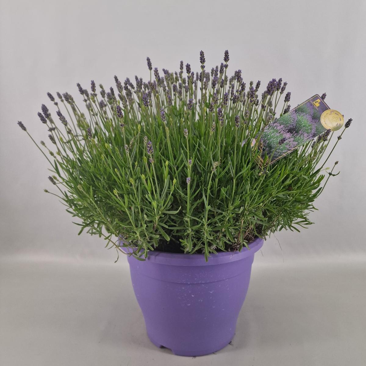 Lavandula ang. 'Essence Purple'
