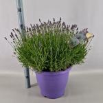 Lavandula ang. 'Essence Purple'