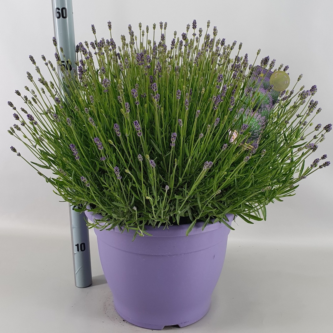 Lavandula ang. 'Essence Purple'