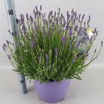 Lavandula ang. 'Hidcote'