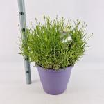 Lavandula ang. 'Hidcote'