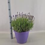 Lavandula ang. 'Hidcote'