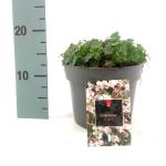 Geranium cant. 'Biokovo', wit