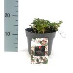 Geranium cant. 'Biokovo', wit