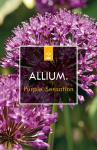 Allium 'Purple Sensation'