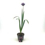 Allium 'Purple Sensation'