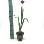 Allium 'Purple Sensation'