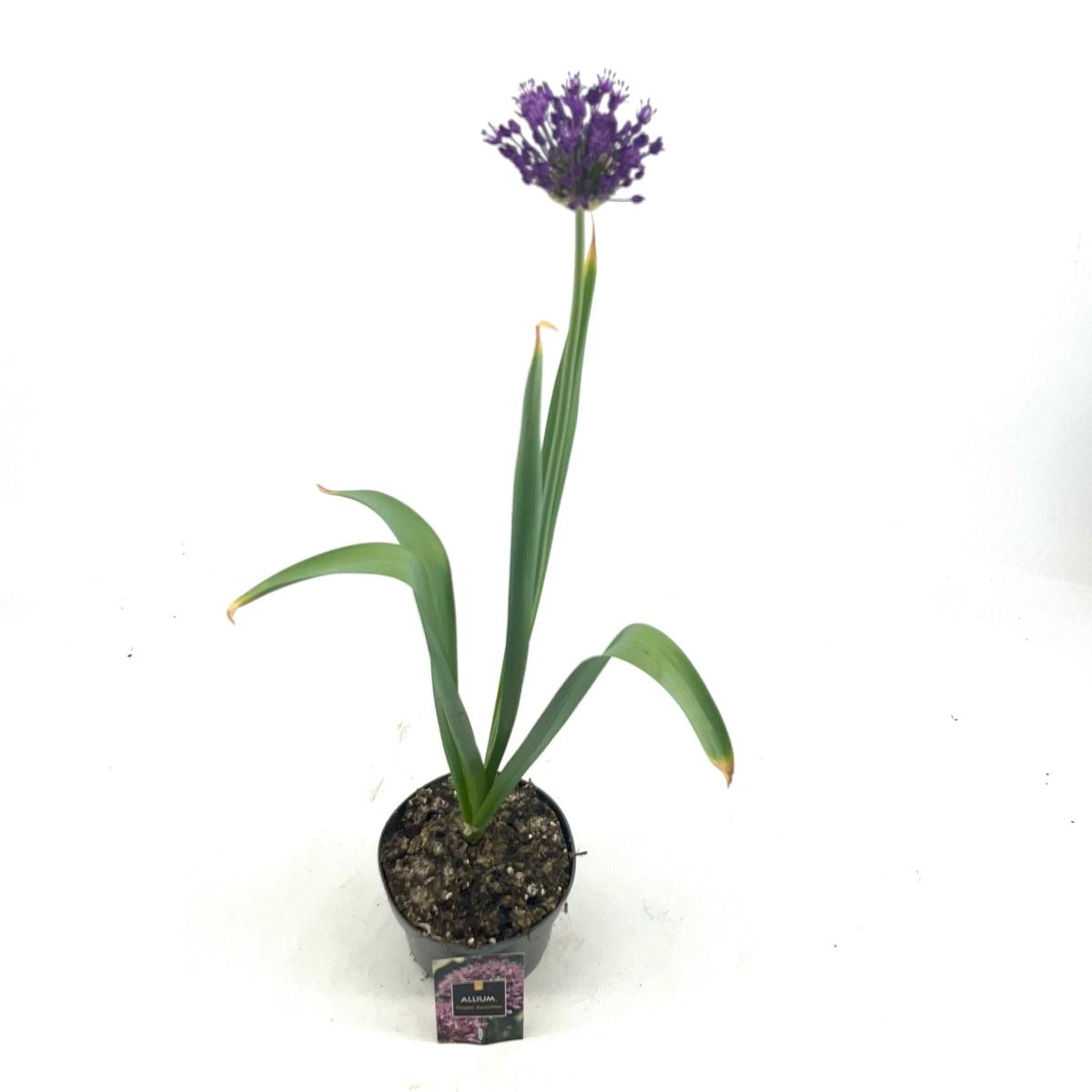 Allium 'Purple Sensation'