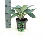 Hosta 'Halcyon'