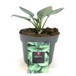 Hosta 'Halcyon'