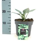 Hosta 'Halcyon'