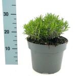 Lavandula ang. Little Lady